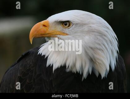 Mature male North American Bald eagle (Haliaeetus leucocephalus), close-up of the head, seen in profile Stock Photo