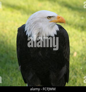 Mature male North American Bald eagle (Haliaeetus leucocephalus) Stock Photo