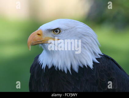 Mature North American Bald eagle (Haliaeetus leucocephalus), close-up of the head Stock Photo