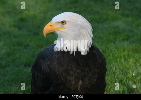 Male mature North American Bald eagle (Haliaeetus leucocephalus) Stock Photo