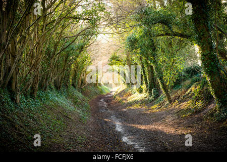 An ancient tunnel of trees, or holloway, on Stane Street Roman road near Halnaker, West Sussex, UK Stock Photo