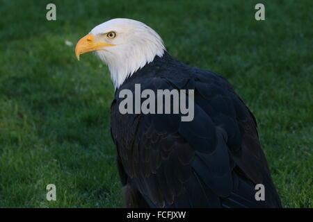 Mature North American Bald eagle (Haliaeetus leucocephalus), looking over his shoulder Stock Photo