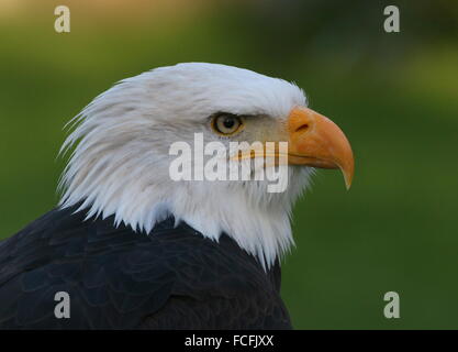 Mature North American Bald eagle (Haliaeetus leucocephalus), close-up of the head, seen in profile Stock Photo