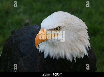 Mature North American Bald eagle (Haliaeetus leucocephalus), close-up of the head Stock Photo