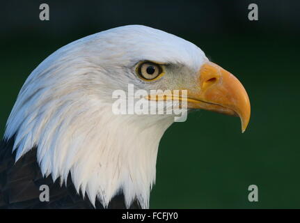 Mature North American Bald eagle (Haliaeetus leucocephalus), close-up of the head, seen in profile Stock Photo