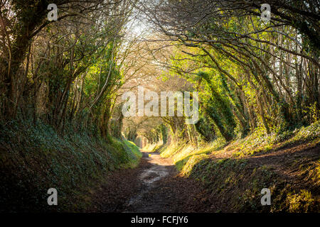 An ancient tunnel of trees, or holloway, on Stane Street Roman road near Halnaker, West Sussex, UK Stock Photo