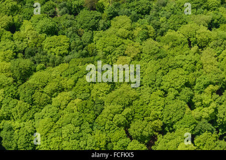 An abstract aerial view of a woodland canopy in the early summer Stock Photo