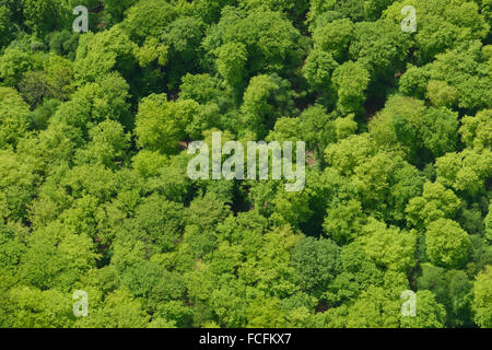 An abstract aerial view of a woodland canopy in the early summer Stock Photo