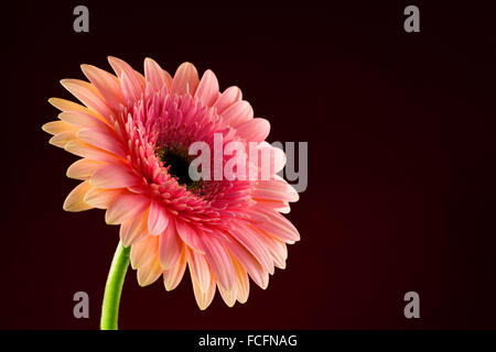 Pink daisy gerbera flowers Stock Photo