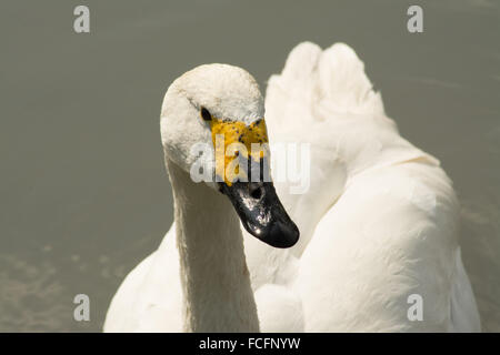 Whooper swan Cygnus cygnus at Arundel Wetland Centre West Sussex UK Stock Photo