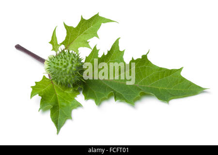 Fresh green thornapple and leaves on white background Stock Photo