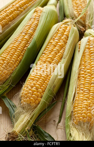 Fresh raw yellow corn on the cob Stock Photo