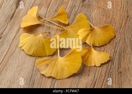 Yellow Ginkgo biloba leaves Stock Photo