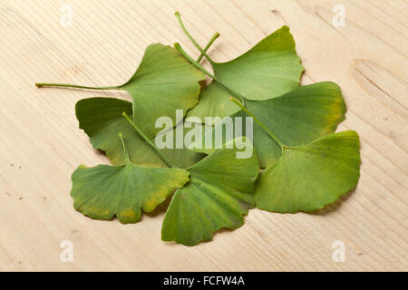 Green Ginkgo biloba leaves Stock Photo