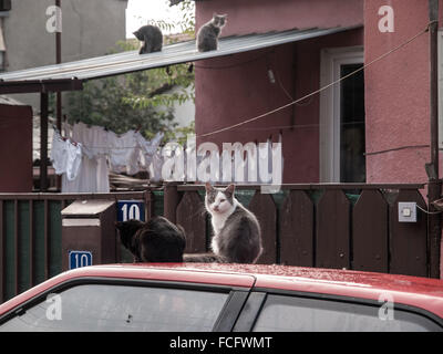 Four stray cats on roof of car and house in Skopje, Macedonia, Europe. Stock Photo