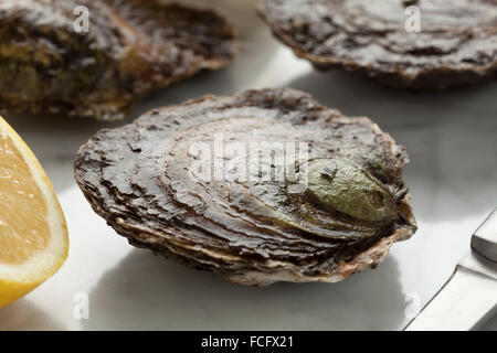 Fresh European flat oyster close up Stock Photo