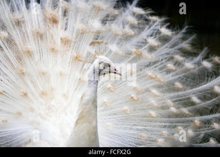 White peacock Stock Photo