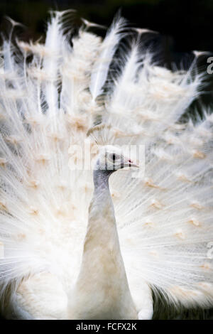 White peacock Stock Photo