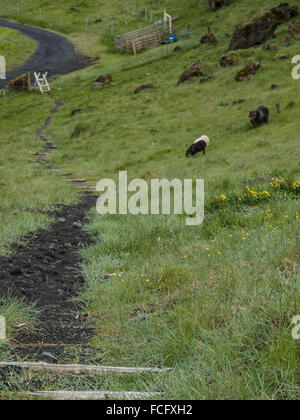 Black gravel pathway downhill towards a sheep pasture in Heimaey, Vestmannaeyjar, Iceland. Stock Photo