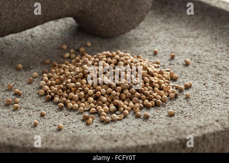 Dried coriander seeds on a traditional stone mortar and pestle Stock Photo