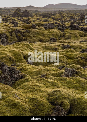 Green moss covering black lava rock in a large field just outside of the Blue Lagoon Spa near Keflavik in Iceland. Stock Photo