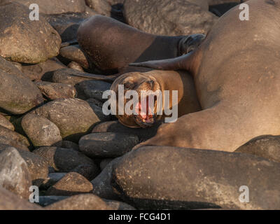 Barking sea lion underneath large lion on black rocks in Galapagos Islands, Ecuador. Stock Photo