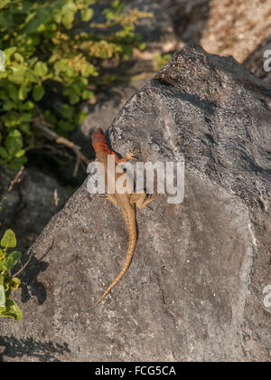 Aerial shot of red and green lizard sprawled out on large flat rock in Galapagos Islands, Ecuador. Stock Photo