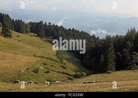 BALLONS DES VOSGES REGIONAL NATURE PARK, (68) HAUT-RHIN, ALSACE HAUT-RHIN, ALSACE, FRANCE Stock Photo