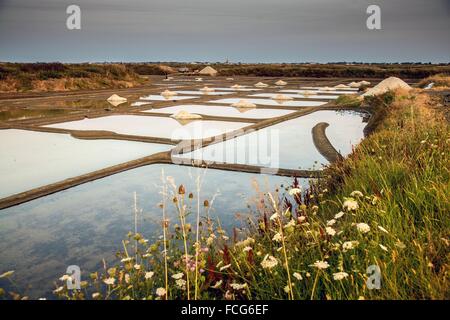 SALT MARSHES OF GUERANDE, (44) LOIRE ATLANTIQUE, LOIRE REGION, FRANCE Stock Photo