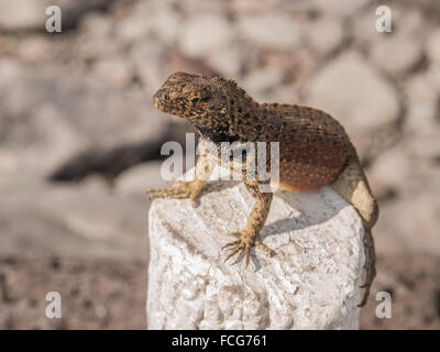 Red and green lizard posing on painted white tree stump in Galapagos Islands, Ecuador. Stock Photo