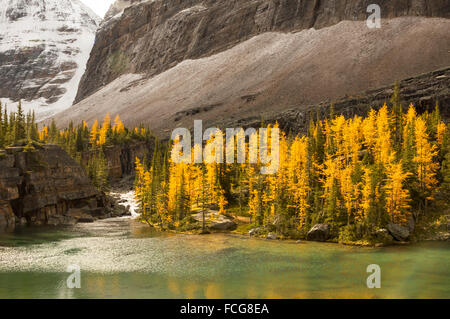 Golden larch trees on the shore of a pristine alpine lake in Yoho National Park, British Columbia, Canada Stock Photo