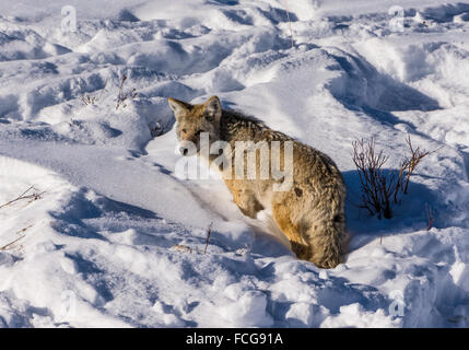 A Coyote (Canis latrans) standing in deep winter snow. Yellowstone National Park, Wyoming, USA. Stock Photo
