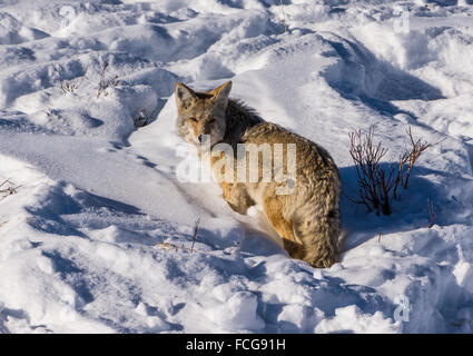 A Coyote (Canis latrans) standing in deep winter snow. Yellowstone National Park, Wyoming, USA. Stock Photo