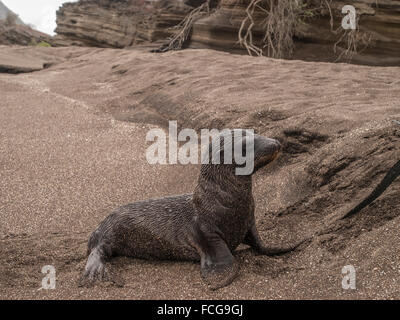 One wet and sandy baby sea lion walking around on a sandy beach perched up on two its flippers in Galapagos Islands, Ecuador. Stock Photo