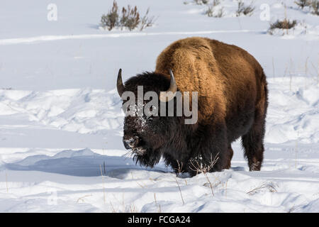 A lone bison standing in snow at the Yellowstone National Park. Wyoming, USA. Stock Photo