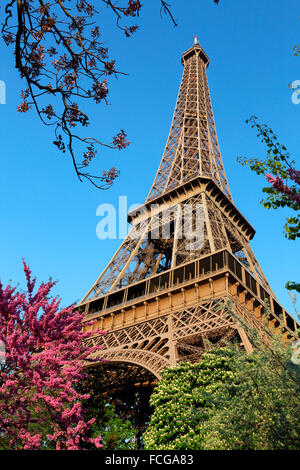 Eiffel Tower and blossoming trees, Paris, France. Stock Photo