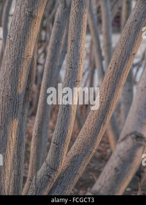 Close up of birch trees at sunset with lavender and yellow tones. Stock Photo