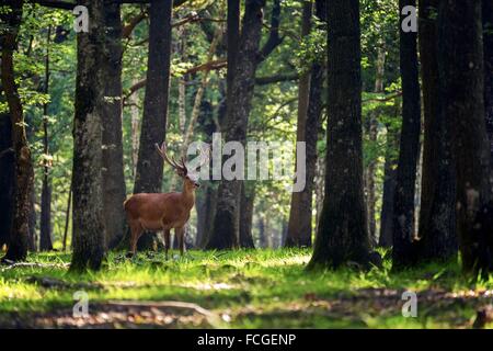 FOREST OF RAMBOUILLET, YVELINES (78), ILE-DE-FRANCE, FRANCE Stock Photo