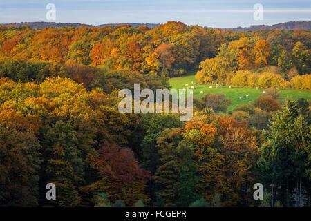 AUTUMN COLORS IN CALVADOS (14), NORMANDY, FRANCE Stock Photo