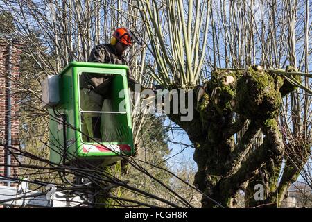 PRUNING OF THE SYCAMORES Stock Photo