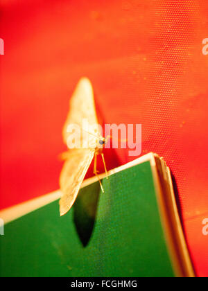 Yellow moth on red table cloth and green book with focus on one black eye. Stock Photo