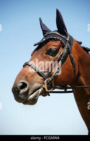 Head shot of a sportive dressage horse Stock Photo