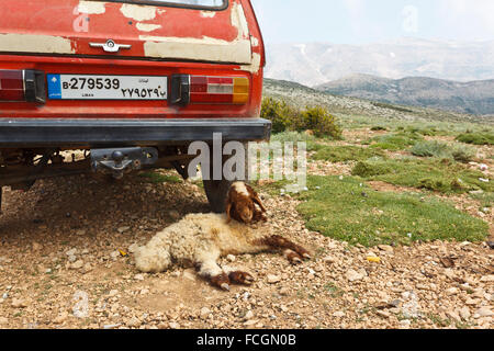 Goat lying under a car in the mountains, Lebanon Stock Photo