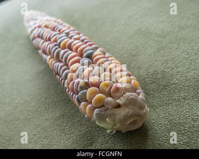 Single cob of unripe colourful corn on a suede green pillow. Stock Photo