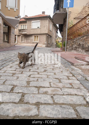 Cat walking down cobblestone road in Veliko Turnovo Bulgaria, Europe. Stock Photo