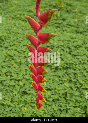 Heliconia Rostrata also known as false-bird-of-paradise, with distinct lobster claw shaped leaves, hanging in the amazon jungle, Stock Photo