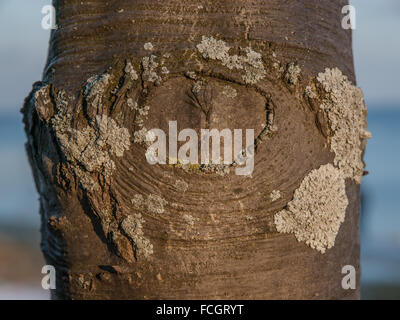 Tree knot with barnacles. Stock Photo