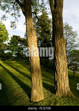 Two tree trunks at sunset with long shadows on green grass in a park in downtown Oakville, Ontario, Canada. Stock Photo