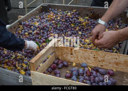 THE PLUMS, DRIED PRUNES, REGIONAL SPECIALTY OF AGEN, (47) LOT ET GARONNE, FRANCE Stock Photo
