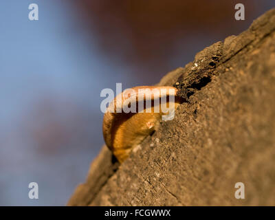 Small mushroom cap growing out of tree stump. Stock Photo